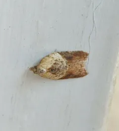Robinson's Acleris Moth thumbnail 3