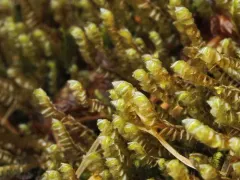 Plagiochila semidecurrens thumbnail 2