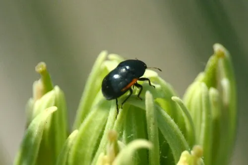 Corimelaena incognita