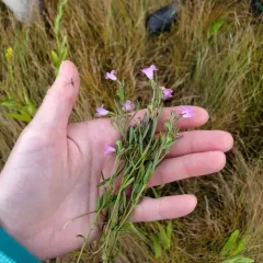 Saltmarsh False Foxglove thumbnail 4