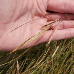 Marsh Hay Cordgrass thumbnail 4