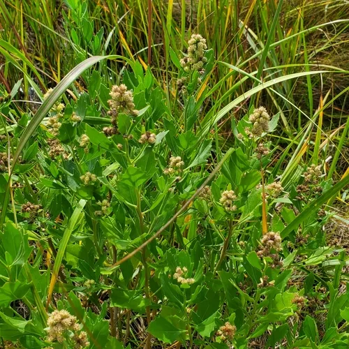 groundsel tree