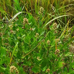 groundsel tree thumbnail 1