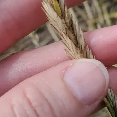 Tick Quackgrass thumbnail 4