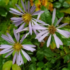 rough wood aster thumbnail 4