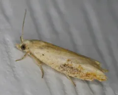 Pseudexentera costomaculana thumbnail 4