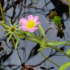 Plymouth gentian thumbnail 3