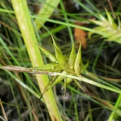 northern long sedge thumbnail 4