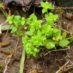 Allseed thumbnail 4