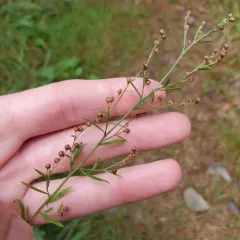 narrowleaf pinweed thumbnail 4