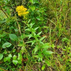 Elliott's goldenrod thumbnail 4