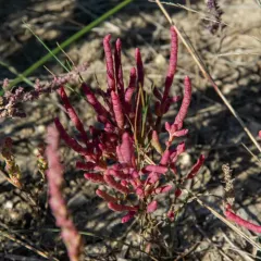 red glasswort thumbnail 4