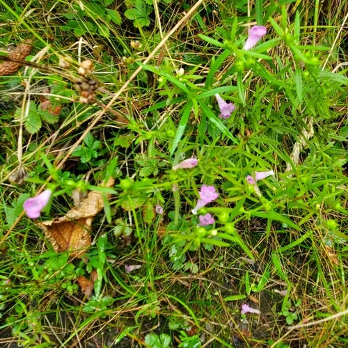 Nova Scotia False Foxglove