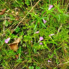 Nova Scotia False Foxglove thumbnail 1