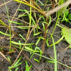Eastern Lilaeopsis thumbnail 3