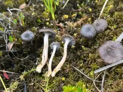 Cuphophyllus cinerellus thumbnail 4