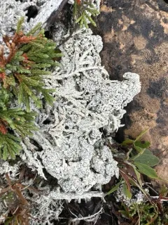 Pertusaria subobducens thumbnail 1