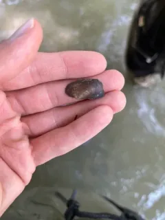 salamander mussel thumbnail 3