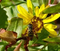 Western Hornet Fly thumbnail 4