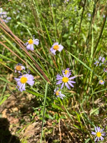 slender aster