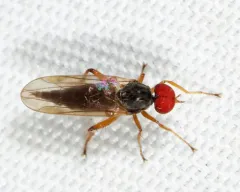 Syneches hyalinus thumbnail 3