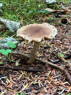 Stropharia scabella thumbnail 1