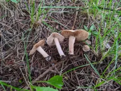 Inocybe ochroalba thumbnail 2