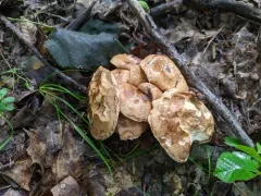 Tylopilus appalachiensis thumbnail 2