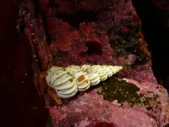 Whiteknee Hermit Crab thumbnail 3