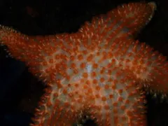 Crested Star thumbnail 2