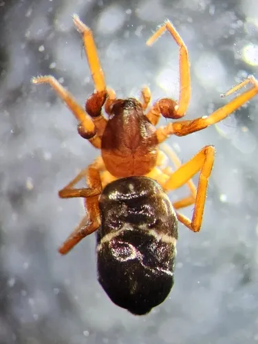 Micaria constricta