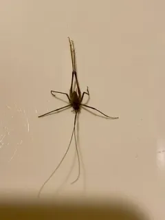 Allegheny Crevice Cricket thumbnail 3