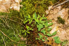 Liriomyza pilicornis thumbnail 1