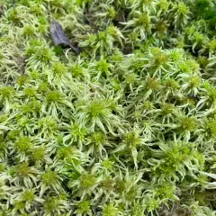 Flat-top Bogmoss thumbnail 4