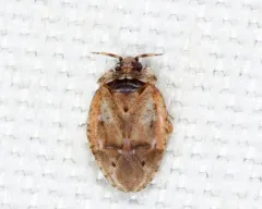 Diphleps unica thumbnail 3
