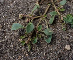 Wyoming Sand Verbena thumbnail 3