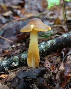 Hygrocybe tahquamenonensis thumbnail 2