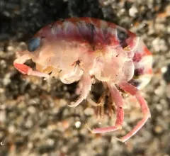 Northern Big-eyed Sandhopper thumbnail 4