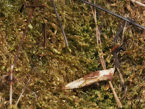 Plagiochila gracilis