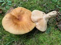 Russula subfoetens thumbnail 3