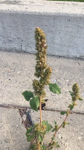 Prostrate Amaranth