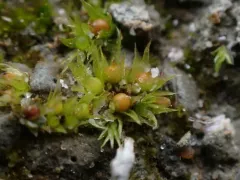 Spreading-leaved Earth Moss thumbnail 1