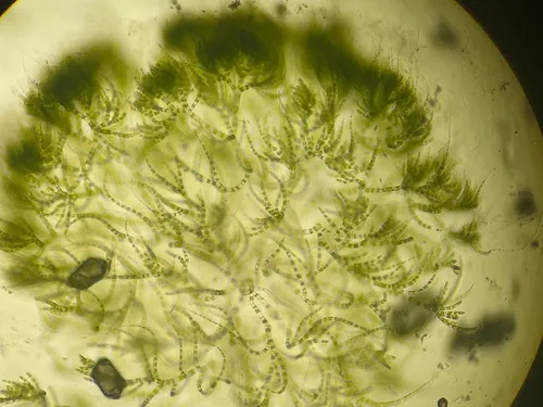 Chaetophora tuberculosa
