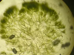 Chaetophora tuberculosa thumbnail 1