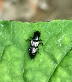 Oxyporus major thumbnail 2