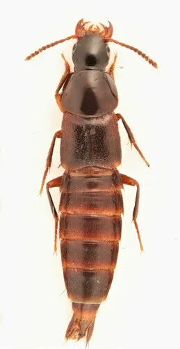 Quedius criddlei