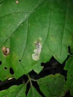 Aspilanta viticordifoliella thumbnail 2