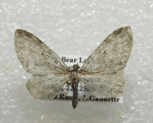 Eupithecia lachrymosa