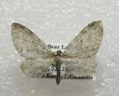Eupithecia lachrymosa thumbnail 1