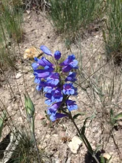 Lemhi Beardtongue thumbnail 2